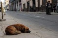 /album/animals/a649771-poor-dog-0-jpg/