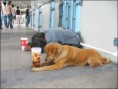 /album/animals/homeless-9229-jpg/