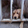 /album/animals/homeless-animals-information-200x200-jpg/